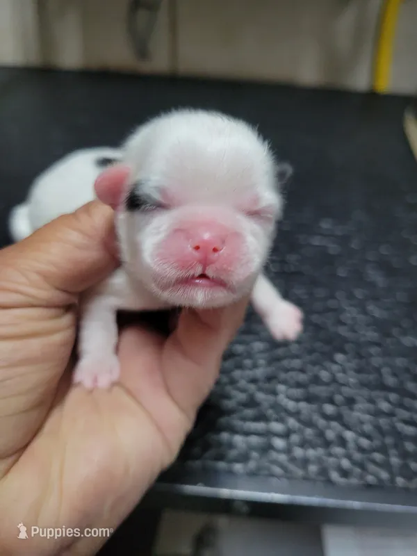 White black right eye  – Shih Tzu puppy for sale in White, GA
