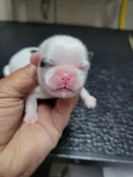 White black right eye , a female Shih Tzu for sale in White, GA – 1 of 1