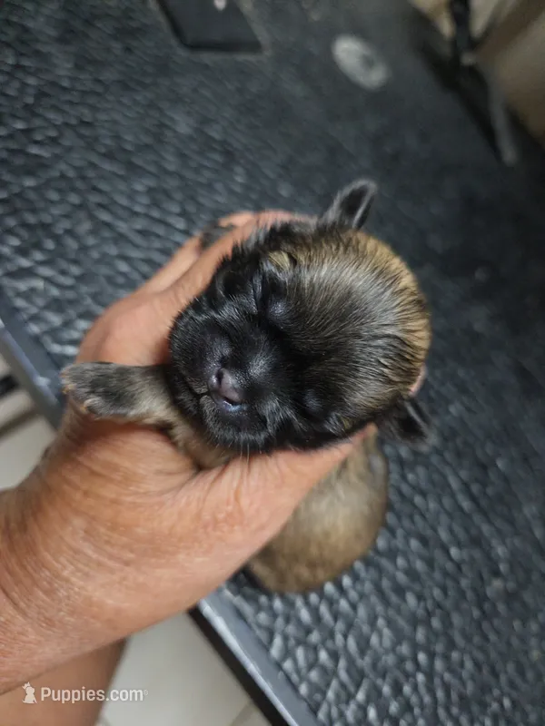 Gold Girl – Shih Tzu puppy for sale in White, GA