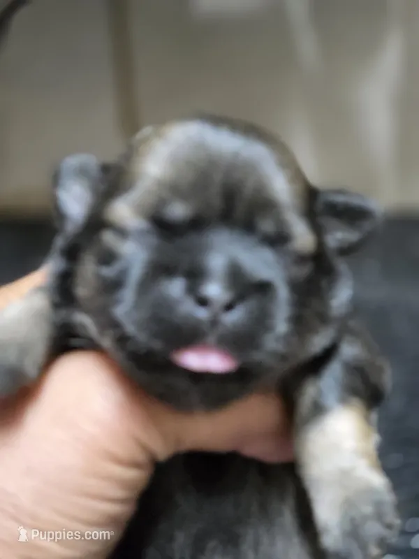 Brindle boy – Shih Tzu puppy for sale in White, GA