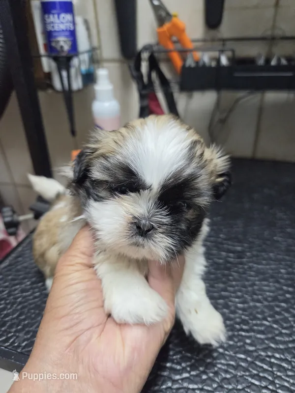 White Gold Girl – Shih Tzu puppy for sale in White, GA