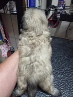 Gold Girl, a female Shih Tzu for sale in White, GA – 2 of 3