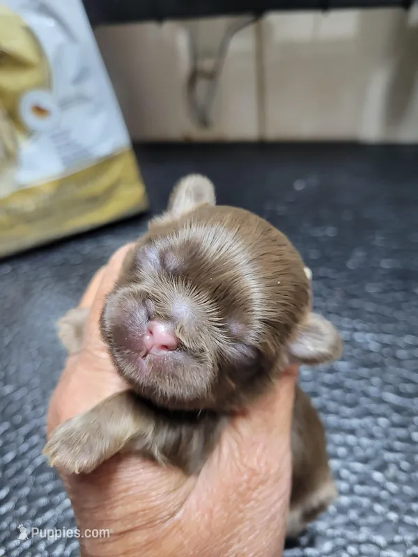 Chocolate boy – Shih Tzu puppy for sale in White, GA