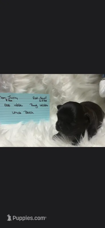 Black boy Ivory  – Shih Tzu puppy for sale in White, GA