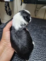 White Black, a male Shih Tzu for sale in White, GA – Photo 2 of 2