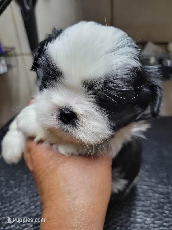 White Black – Shih Tzu puppy for sale in White, GA