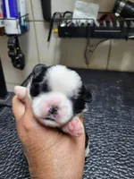 White Black, a male Shih Tzu for sale in White, GA – Photo 1 of 2