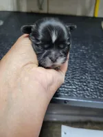 Black girl, a female Shih Tzu for sale in White, GA – 1 of 1