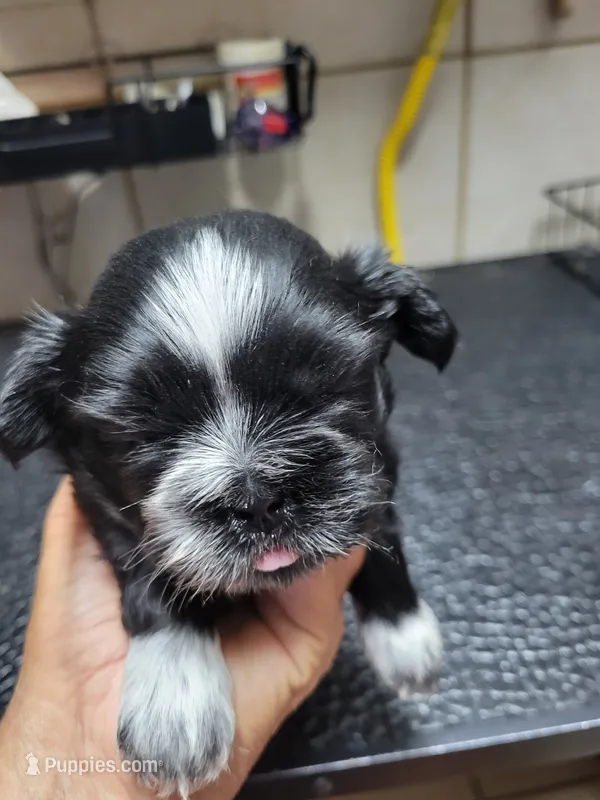 Black (white collar) – Shih Tzu puppy for sale in White, GA
