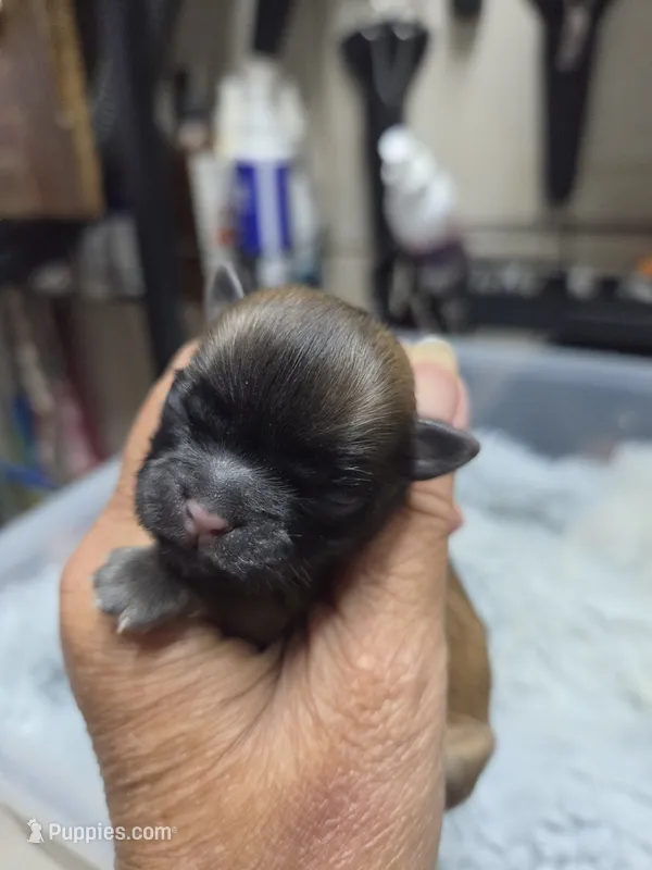 Gold Girl – Shih Tzu puppy for sale in White, GA