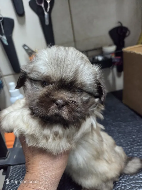 Gold boy – Shih Tzu puppy for sale in White, GA