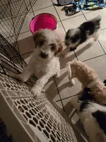Picket Jr., a male Miniature Goldendoodle for sale in Buda, TX – 2 of 7