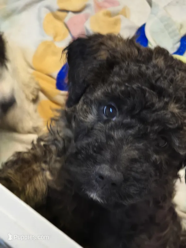 Spoon – Miniature Goldendoodle puppy for sale in Buda, TX