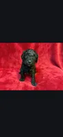 Runt, a female Miniature Goldendoodle for sale in Buda, TX – Photo 2 of 3