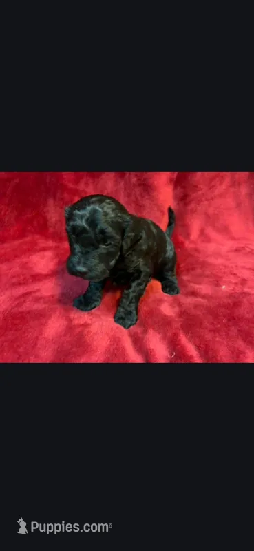 Runt – Miniature Goldendoodle puppy for sale in Buda, TX