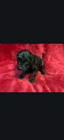 Runt, a female Miniature Goldendoodle for sale in Buda, TX – Photo 1 of 3
