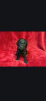 Runt, a female Miniature Goldendoodle for sale in Buda, TX – Photo 3 of 3