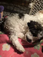 Stash F3 Mini, a female Miniature Goldendoodle for sale in Buda, TX – 2 of 7