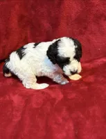 Bessie, a female Miniature Goldendoodle for sale in Buda, TX – Photo 4 of 4