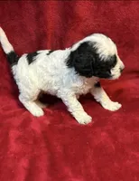 Bessie, a female Miniature Goldendoodle for sale in Buda, TX – Photo 3 of 4