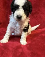 Bessie, a female Miniature Goldendoodle for sale in Buda, TX – Photo 1 of 4