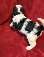 Bessie, a female Miniature Goldendoodle for sale in Buda, TX – Photo 2 of 4