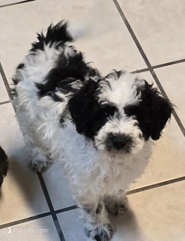Bessie – Miniature Goldendoodle puppy for sale in Buda, TX
