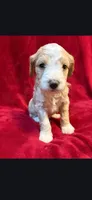 Groot, a male Miniature Goldendoodle for sale in Buda, TX – Photo 1 of 4