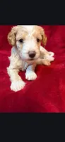 Groot, a male Miniature Goldendoodle for sale in Buda, TX – Photo 3 of 4