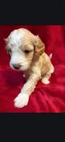 Groot, a male Miniature Goldendoodle for sale in Buda, TX – Photo 2 of 4