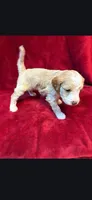 Groot, a male Miniature Goldendoodle for sale in Buda, TX – Photo 4 of 4