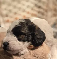 Stash F3 Mini, a female Miniature Goldendoodle for sale in Buda, TX – 1 of 4