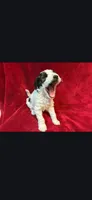Stash F3 Mini, a female Miniature Goldendoodle for sale in Buda, TX – 4 of 4