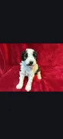Stash F3 Mini, a female Miniature Goldendoodle for sale in Buda, TX – 2 of 4