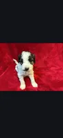 Stash F3 Mini, a female Miniature Goldendoodle for sale in Buda, TX – 3 of 4