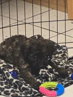 Spoon, a male Miniature Goldendoodle for sale in Buda, TX – 4 of 6