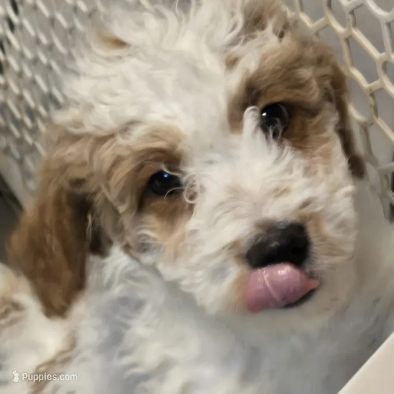 Picket Jr. – Miniature Goldendoodle puppy for sale in Buda, TX