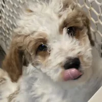 Picket Jr., a male Miniature Goldendoodle for sale in Buda, TX – 1 of 7