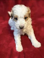 Picket Jr., a male Miniature Goldendoodle for sale in Buda, TX – Photo 3 of 4