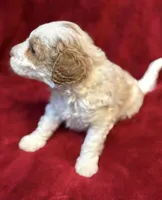 Picket Jr., a male Miniature Goldendoodle for sale in Buda, TX – Photo 2 of 4