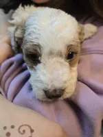 Picket Jr., a male Miniature Goldendoodle for sale in Buda, TX – Photo 4 of 4