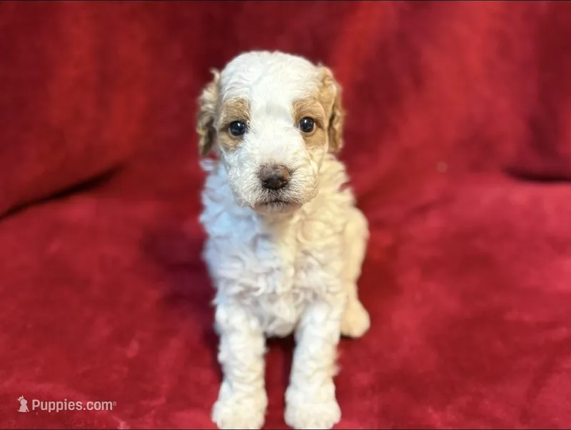 Picket Jr. – Miniature Goldendoodle puppy for sale in Buda, TX