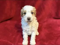Picket Jr., a male Miniature Goldendoodle for sale in Buda, TX – Photo 1 of 4