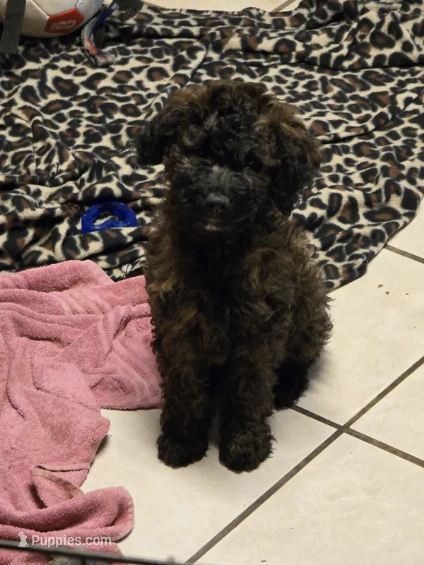 Spoon – Miniature Goldendoodle puppy for sale in Buda, TX