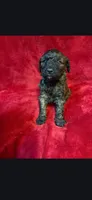 Spoon, a male Miniature Goldendoodle for sale in Buda, TX – Photo 3 of 5