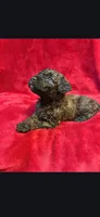 Spoon, a male Miniature Goldendoodle for sale in Buda, TX – Photo 4 of 5