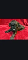 Spoon, a male Miniature Goldendoodle for sale in Buda, TX – Photo 2 of 5