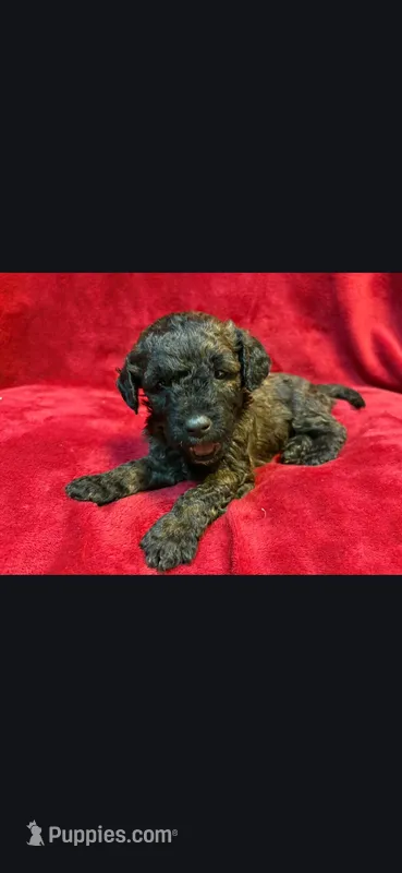Spoon – Miniature Goldendoodle puppy for sale in Buda, TX