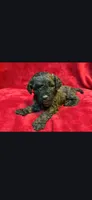 Spoon, a male Miniature Goldendoodle for sale in Buda, TX – Photo 1 of 5