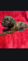 Spoon, a male Miniature Goldendoodle for sale in Buda, TX – Photo 5 of 5